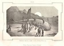 BALENA SIBERIA RUSSIA "Balena spinta sulle coste della Siberia" 1857 Tommaseo