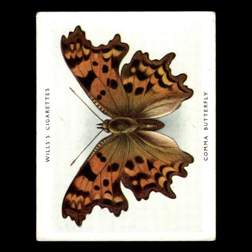 Comma butterfly 1938 wills - butterfly, #6