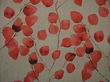 Eucalipto Albero Foglia Spice