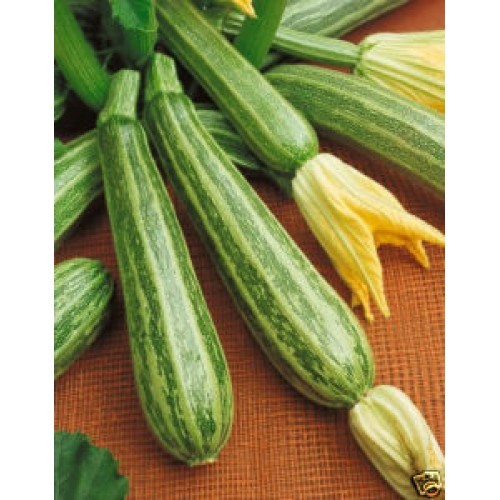 Semi zucchina righe - a,