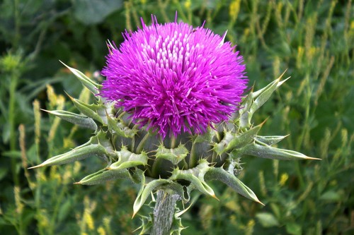 Cardo mariano milk thistle - mariano,