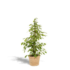 Fico betulla golden - golden,