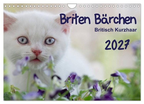 Briten bärchen britsch - briten,