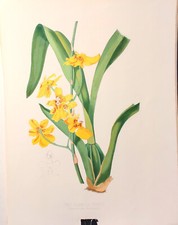 Set 3 stampe antiche