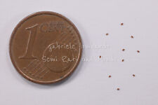 BEGONIA MASONIANA - 10 SEMI