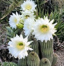 Tri cereus schickendantzii - tri.cereus,
