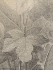 Mine Di Piombo Fiori Foglie