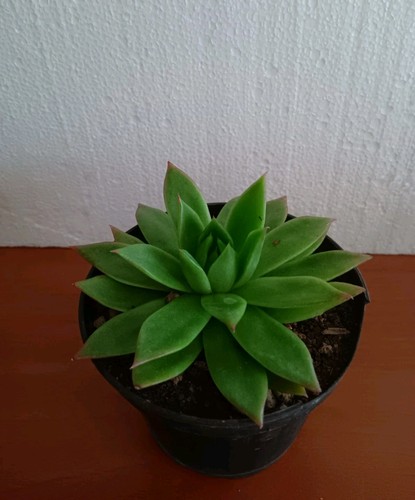 Echeveria agavoides vaso cm - agavoides,