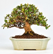 Bonsai azalea rododendron - bonsai,