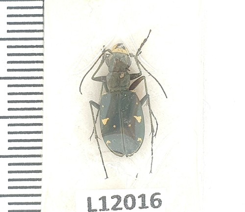 Carabidae cicindela - carabidae,,