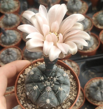 Gymnocalycium berchtii  ,  pot