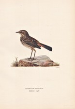 Bluethroat Uccello Uccelli