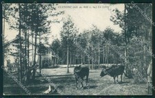 Bergamo Clusone Mucche