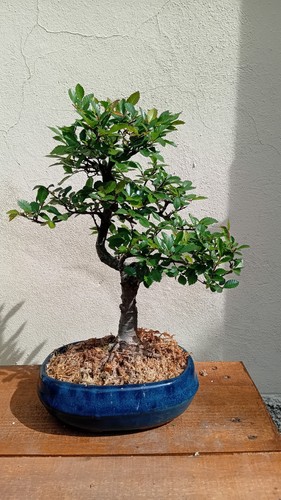 Bonsai olmo - bonsai,