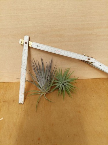 Tillandsia plagiotropica - ,, +