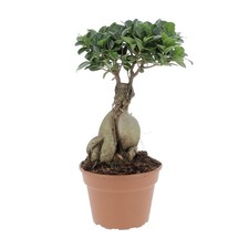 KENTIS - Bonsai Ficus