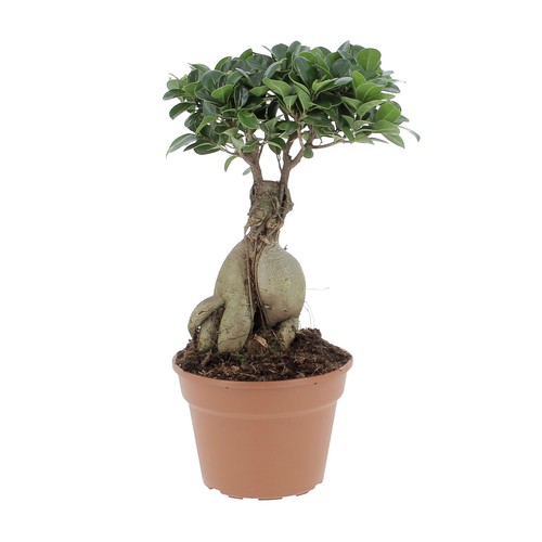 Kentis bonsai ficus - -,