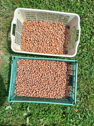 Nocciole in guscio - 6,