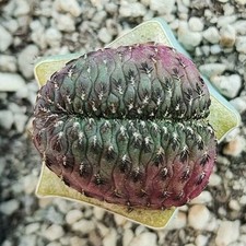 Sulcorebutia Rauschii Violacea