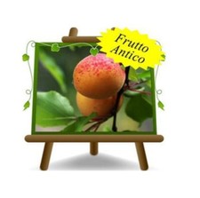 Albicocchi Valleggia Altezza 200 cm Eta: 4 anni Vaso: 26 cm