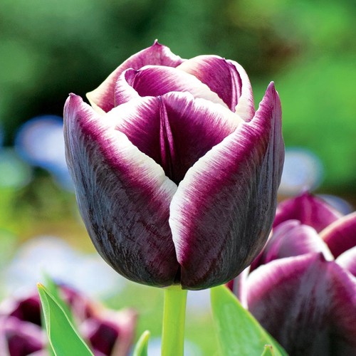 Tulipani bulbi fiori - tulipani, di