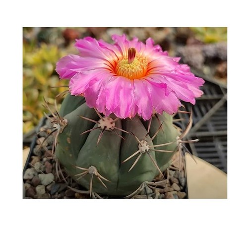 Echinocactus - 5x,