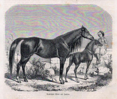 Arabisches pferd mit - mit, fohlen