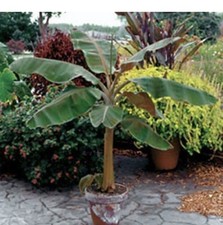 Musa - Dwarf Cavendish -