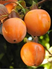 Pianta di Kako Lotus: varietà