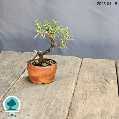 Bonsai salvia rosmarinus - salvia,