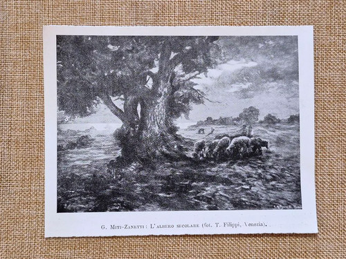 Albero secolare quadro - secolare, di