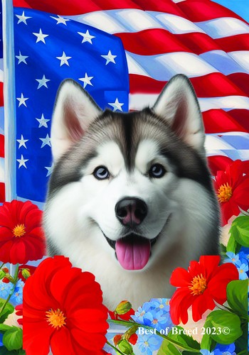 Siberian husky grigio - husky, grigio/bianco
