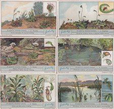 FIGURINE LIEBIG SERIE COMPLETA PIANTE CARNIVORE N°1282  ANNO 1933 SANGUINETTI