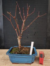 bonsai di  acero rosso   h 42