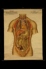 Lotto Vecchio Poster Anatomia