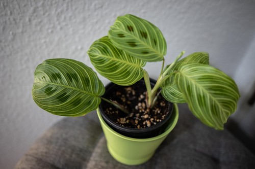 Vene leggere maranta - vene,