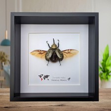 Framed Dynastes Hyllus Beetle