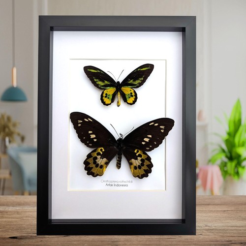 Framed rothschild birdwing - framed,