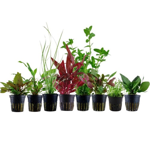 Set piante per - set, con