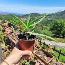 ?Vaso Ø 10 Cm ALOE Arborescens Officinalis Biologica Crescita Rapida?+Omaggio