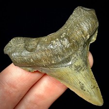 Otodus Angustidens 2,34" dente