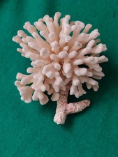 CORALLO marino naturale  MADREPORA  mm 140 x 113  Mauritius