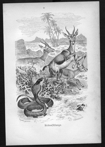 1890 serpente croce - 1890,