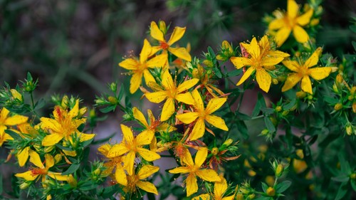 Hypericum perforatum 1000 - perforatum, 1000+