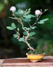 Bonsai mimosa - bonsai, di
