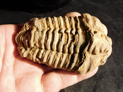 Grande fossile trilobite - grande!, di
