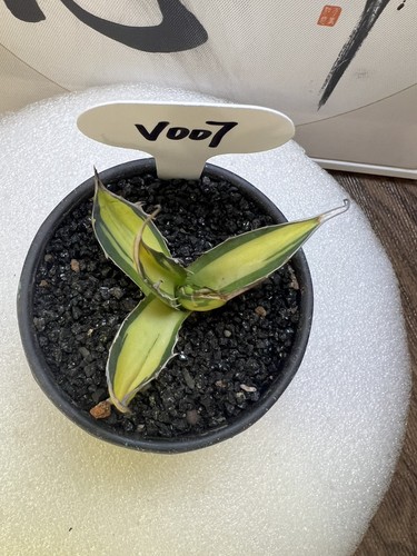1pcs 7cm cactus pianta - 1pcs,
