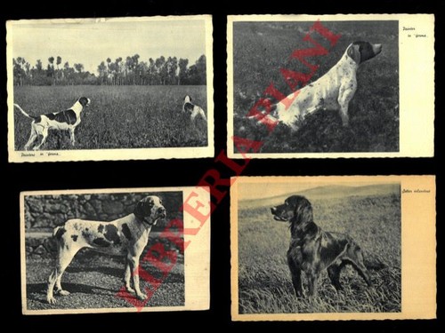 Cani caccia pointer in - da,