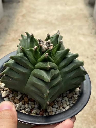 Cactus succulent astrophytum - cactus,