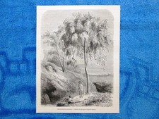 Gravure Année 1861 - Metrosideros speciosa